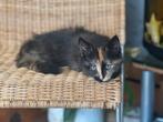 Maine Coon dekkater zwart en crème rood kitten kattenhotel, Dieren en Toebehoren, Katten en Kittens | Dekkaters, 0 tot 2 jaar