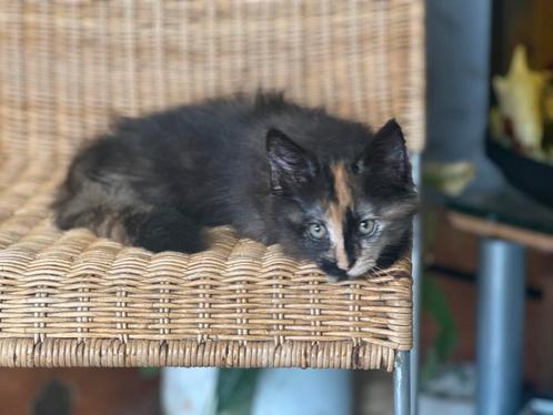 Maine Coon dekkater zwart en rood kitten €100  kattenhotel, Dieren en Toebehoren, Katten en Kittens | Dekkaters, 0 tot 2 jaar