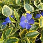 Vinca minor Blue and Gold. Maagdenpalm bont. P9, Bodembedekkers, Vaste plant, Ophalen of Verzenden, Halfschaduw