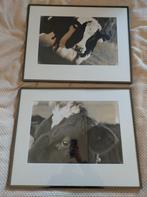 Zwart-wit fotos koe in lijst 2x, Huis en Inrichting, Minder dan 50 cm, 50 tot 75 cm, Ophalen of Verzenden, Zo goed als nieuw