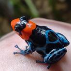 Ranitomeya benedicta 'Shucushuyacu', Amfibie, 0 tot 2 jaar