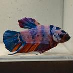 Betta splendens man 14, Vis