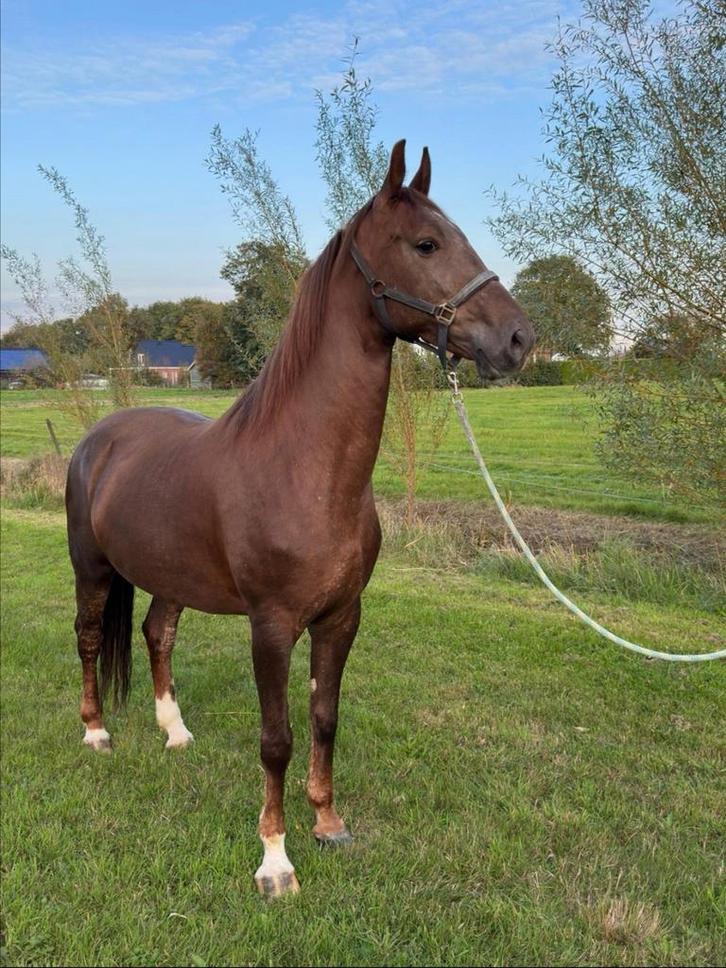 Tuigpaard merrie 7 jaar Dylano x Manno, Dieren en Toebehoren, Paarden, Merrie, Onbeleerd, 160 tot 165 cm, 7 tot 10 jaar, Tuigpaard