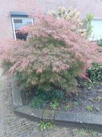 Japanse Esdoorn 'Dissectum Garnet', Tuin en Terras, Planten | Bomen, Ophalen, Halfschaduw, Overige soorten, Lente