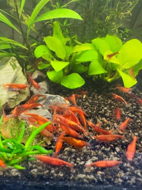 Vuurgarnaal ( red neocaradina ), Dieren en Toebehoren, Vissen | Aquariumvissen, Zoetwatervis, Kreeft, Krab of Garnaal