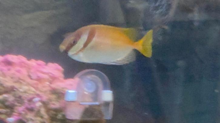 Konijnvis Siganus Virgatus, Dieren en Toebehoren, Vissen | Aquariumvissen, Zoutwatervis, Vis