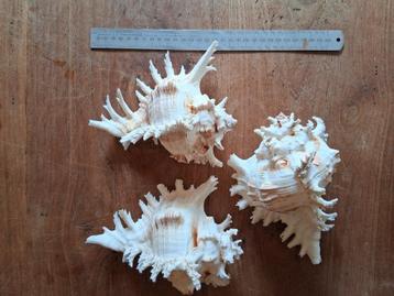 Schelpen voorraad van voormalige Souvenirwinkel + 1000 stuks beschikbaar voor biedingen
