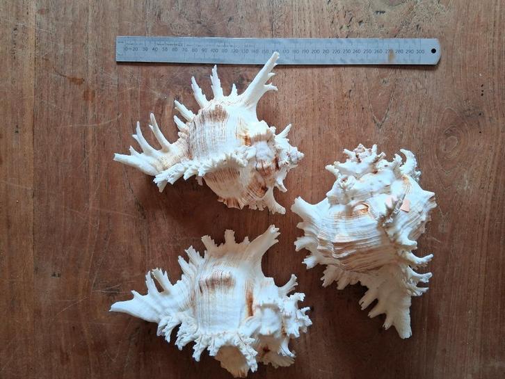 Schelpen voorraad van voormalige Souvenirwinkel + 1000 stuks, Verzamelen, Mineralen en Fossielen, Schelp(en), Ophalen