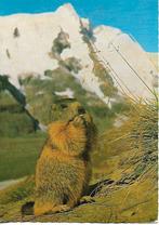 Marmot., Verzenden, 1980 tot heden, Gelopen, Overige soorten