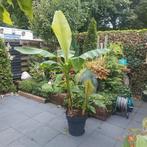bananenplant 2 meter hoog, Tuin en Terras, Planten | Bomen, Ophalen