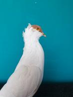 Een prachtige opgezette witte duif met bruine kopje en staar, Verzamelen, Dierenverzamelingen, Ophalen of Verzenden, Nieuw, Vogel