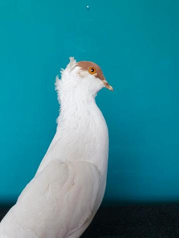 Een prachtige opgezette witte duif met bruine kopje en staar beschikbaar voor biedingen