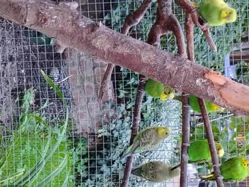 Kleine grasparkieten Groen en spangle beschikbaar voor biedingen