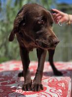 ACE: Werner, wie valt er voor deze lieverd?, Particulier, Rabiës (hondsdolheid), Reu, 1 tot 2 jaar