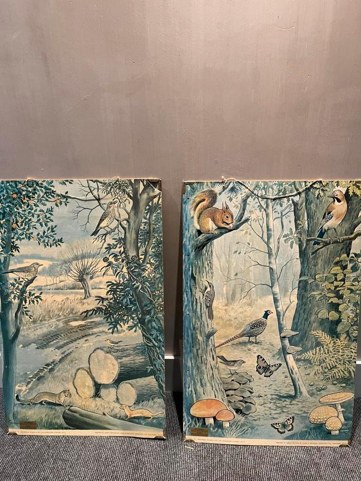 Schoolplaten Frederick Warne & Co. LTD R.B. Davis, Antiek en Kunst, Antiek | Schoolplaten, Natuur en Biologie, Ophalen of Verzenden