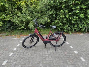 Zeer nette gazelle avignon! beschikbaar voor biedingen