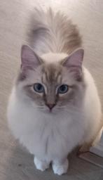 Ragdoll dekkater met stamboom (Niet te koop!), 0 tot 2 jaar