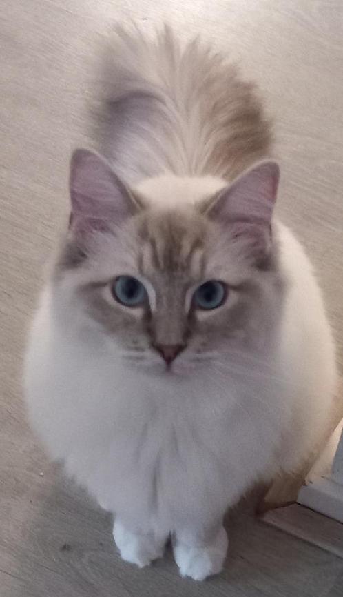 Ragdoll dekkater met stamboom (Niet te koop!), Dieren en Toebehoren, Katten en Kittens | Dekkaters, 0 tot 2 jaar