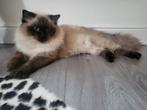 Ragdoll seal point dekkater met stamboom, Dieren en Toebehoren, 0 tot 2 jaar