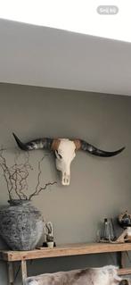 Longhorn schedel / skull 140cm, Ophalen, Gebruikt