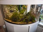 Juwel trigon 350, Dieren en Toebehoren, Vissen | Aquaria en Toebehoren, Ophalen, Zo goed als nieuw, Gevuld zoetwateraquarium