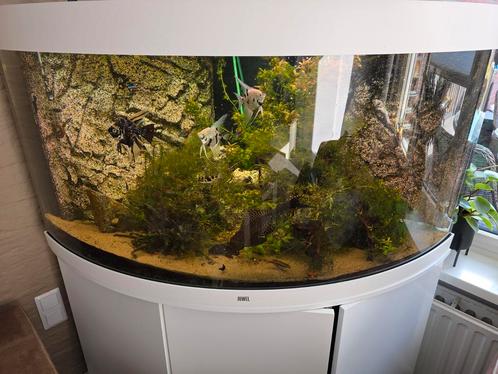 Juwel trigon 350, Dieren en Toebehoren, Vissen | Aquaria en Toebehoren, Zo goed als nieuw, Gevuld zoetwateraquarium, Ophalen