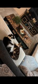 2 katers Noorse Boskat en lapjes, Dieren en Toebehoren, Katten en Kittens | Overige Katten, Kater