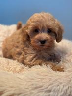 Bijzonder mooie klein type Maltipoo pups! Abricot en crème, CDV (hondenziekte), Meerdere, 8 tot 15 weken, Meerdere dieren