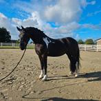 Knappe 3,5 jarige barock pinto ruin, Dieren en Toebehoren, Paarden, Gechipt, Minder dan 160 cm, Ruin, Dressuurpaard