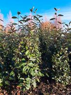 Olijfwilg - Elaeagnus haagplant, Tuin en Terras, Planten | Bomen, Ophalen