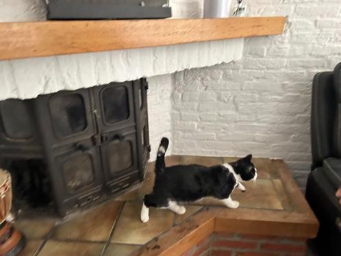 Kitten, Dieren en Toebehoren, Katten en Kittens | Overige Katten, Kortharig, Poes, 0 tot 2 jaar