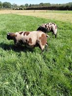 Zwoegervrije bonte ooien en rammen, Dieren en Toebehoren