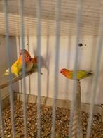 Fischeries dwergpapagaaien, Dieren en Toebehoren, Meerdere dieren, Parkiet