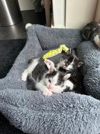 Vier lieve gevlekte kittens te koop, Dieren en Toebehoren, Katten en Kittens | Overige Katten, Meerdere dieren, Kortharig, 0 tot 2 jaar