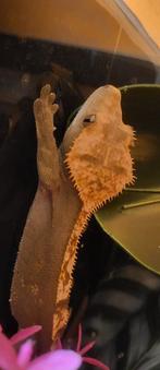 Wimpergekko, Dieren en Toebehoren, Hagedis, Met terrarium