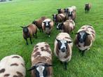 Schapen, Dieren en Toebehoren, Schapen, Geiten en Varkens, Mannelijk, Schaap