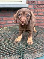Doxipoo pups, Dieren en Toebehoren, Honden | Teckels en Dashonden, CDV (hondenziekte), 8 tot 15 weken, Dwerg, Meerdere