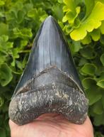 *Black* Megalodon tand 14,3cm, Ophalen of Verzenden, Fossiel
