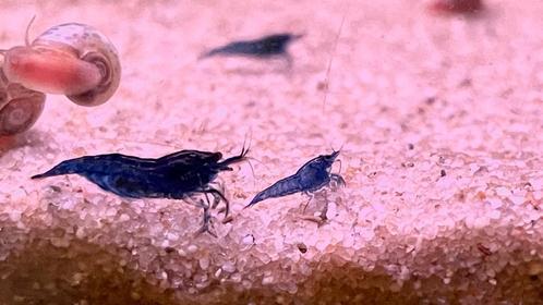 Mooie jonge blauwe garnalen, Dieren en Toebehoren, Vissen | Aquariumvissen, Kreeft, Krab of Garnaal