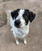 Maak kennis met Adam – een echte knuffelbeer, Dieren en Toebehoren, Honden | Niet-rashonden, Particulier, Rabiës (hondsdolheid)