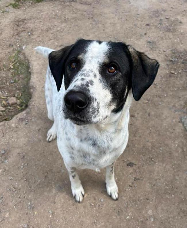 Maak kennis met Adam – een echte knuffelbeer, Dieren en Toebehoren, Honden | Niet-rashonden, Groot, Reu, Particulier, Eén hond