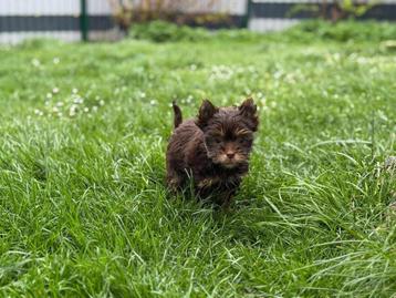 Yorkshire Terrier  Schoko  Girl beschikbaar voor biedingen
