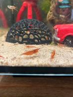 Vuurgarnalen, Dieren en Toebehoren, Kreeft, Krab of Garnaal