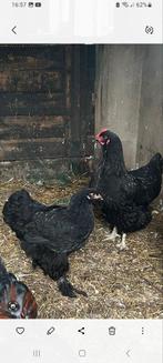 Brahma hen + Australorp hen, Dieren en Toebehoren, Pluimvee, Vrouwelijk, Kip