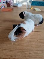 Cavia's, Dieren en Toebehoren, Knaagdieren, Cavia, December, Meerdere dieren, Tam