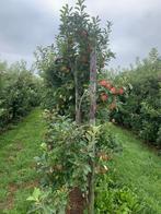 OUDE APPELBOOMGAARD Elstar TE KOOP in 65 liter pot, Tuin en Terras, Planten | Fruitbomen, Lente, Ophalen of Verzenden, Appelboom