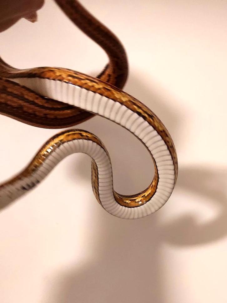 Phantherophis guttatus corn snake ratten slang