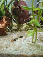 Guppies, Dieren en Toebehoren, Vis, Zoetwatervis