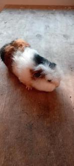 Ch teddy, Dieren en Toebehoren, Cavia, December, Vrouwelijk, Tam
