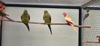 Bergparkieten 2025, Dieren en Toebehoren, Vogels | Parkieten en Papegaaien, Meerdere dieren, Parkiet